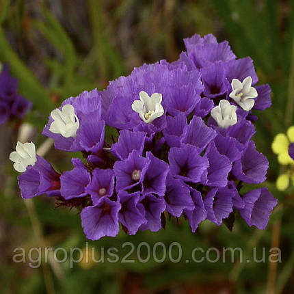 Семена Кермек (статице) Сикер пурпурный (Seeker purple) 2 грама Hem Zaden, фото 1
