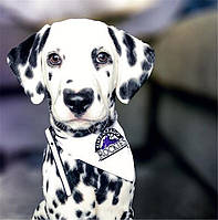 Діамантова мозаїка тварини 0213 Далматинець 40*50 (25)