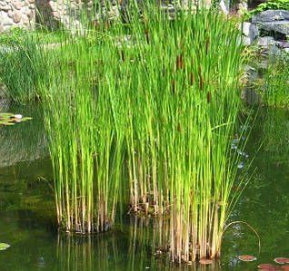 Рогос вузьколистий