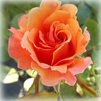 Роза шраб Арабия (Arabia)
