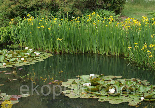 Ірис водяній голубчик, фото 2