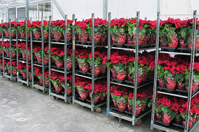 Выращивание в теплице 1