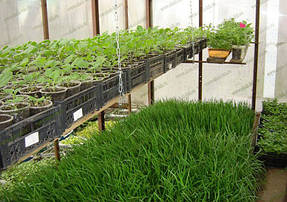 Выращивание в теплице 3