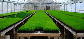 Выращивание в теплице 4