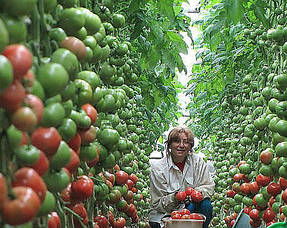 Выращивание в теплице 10