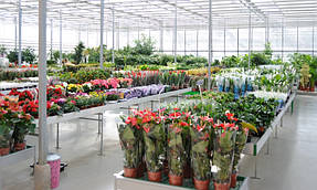 Выращивание в теплице 14