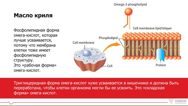 Вживання омега -3 ПНЖК (масла кріля) є необхідним для чоловіків віком від 40 років для підтримки в нормі загального здоров'я серця, в незалежності від рівня навантажень і роду діяльності