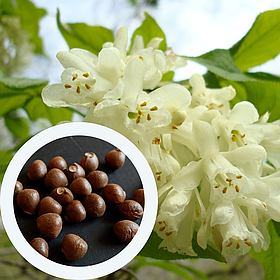 Клокичка перистая насіння (10 шт) (Staphýlea pinnáta) горіх джонжолі європейський