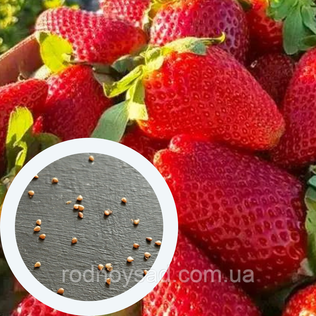 Полуниця Чудо мира насіння 20 шт