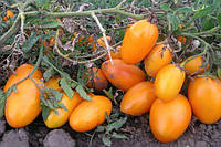 Семена томата Эльдорадо