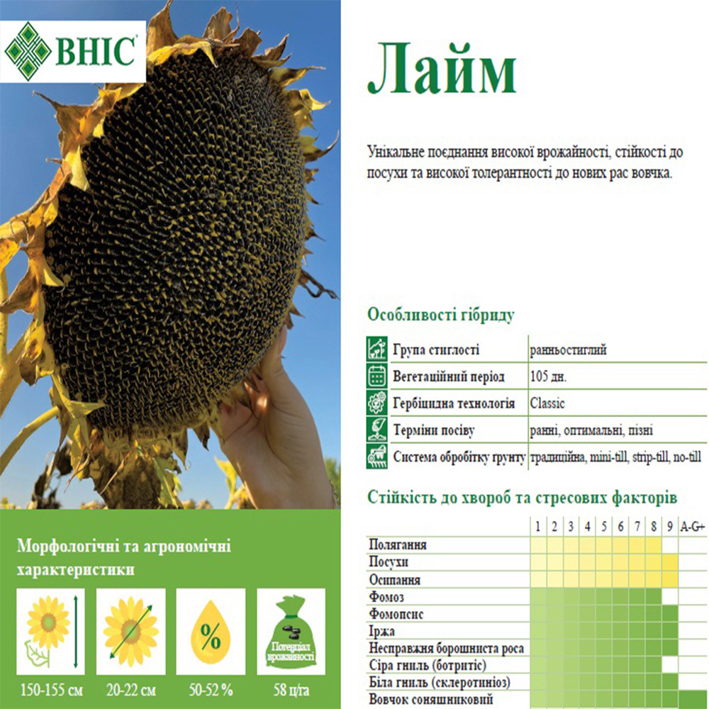 ЛАЙМ