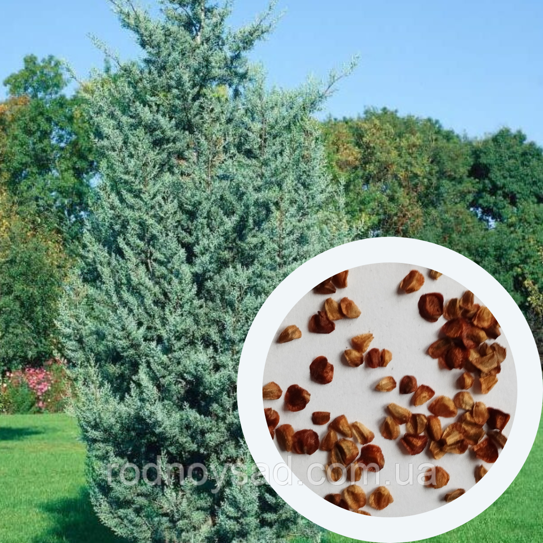 Кипарис арізонський насіння 0,5 грами (прибл 70 шт) (Cupressus arizonica)