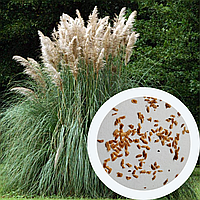Пампасная трава семена 0,02 грамма (около 100 шт) (Cortaderia selloana) кортадерия двудомная селло
