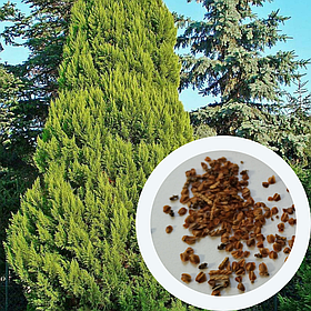 Кипарисовик Лавсона насіння 0,1 г (прибл. 50 шт) (Chamaecyparis lawsoniana)