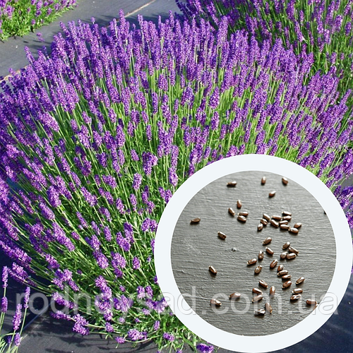 Купить Лаванда "Loddon blue" узколистная английская семена (20 шт ...