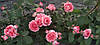 Троянда Корал Залі (Corail Gelee) Флорибунда Японська селекція, фото 2