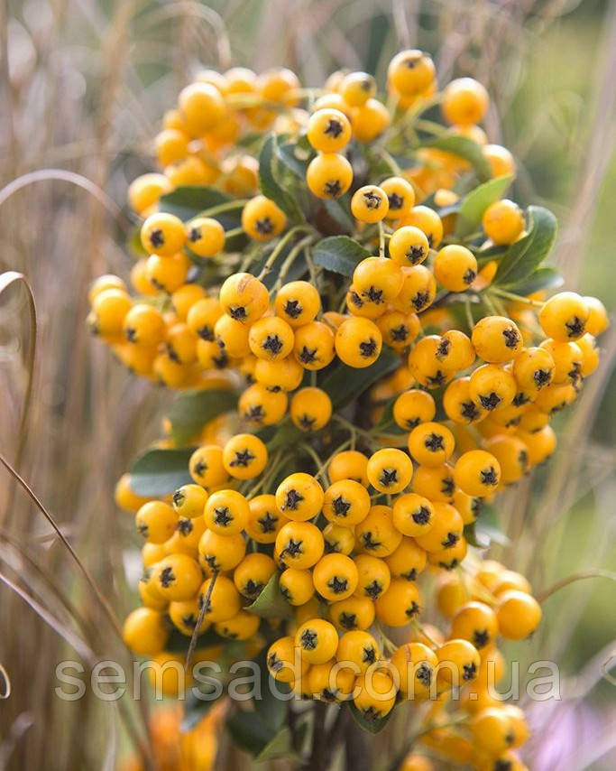 Піраканта Тетон \ Pyracantha teton ( саджанці 3 роки С3л )