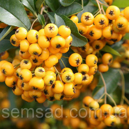 Піраканта Тетон \ Pyracantha teton ( саджанці 3 роки С3л ), фото 3