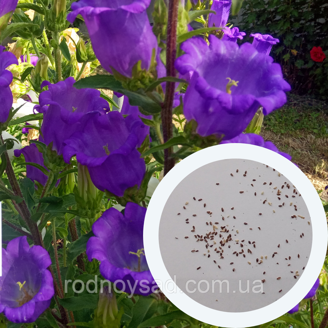 Дзвоники насіння 0,15 грами (прибл. 400 шт) (Campanula medium) дзвіночки кампанула Кентерберійські дзвони дворічні