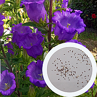 Колокольчик семена 0,15 грамм (около 400 шт) (Campanula medium) кампанула кентерберийский двулетний