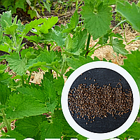 Котовник семена 0,1 грама (около 100 шт) (Népeta catária) кошачья мята