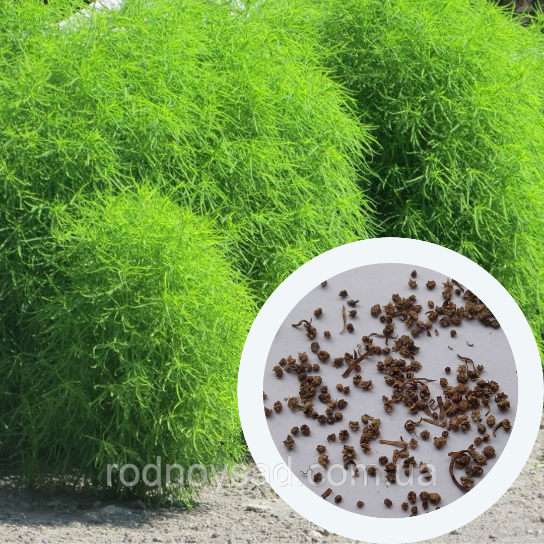 Кохія насіння 0,5 грами (прибл. 350 шт) (Bássia scopária) літній кипарис бассія кіпарисова однорічна