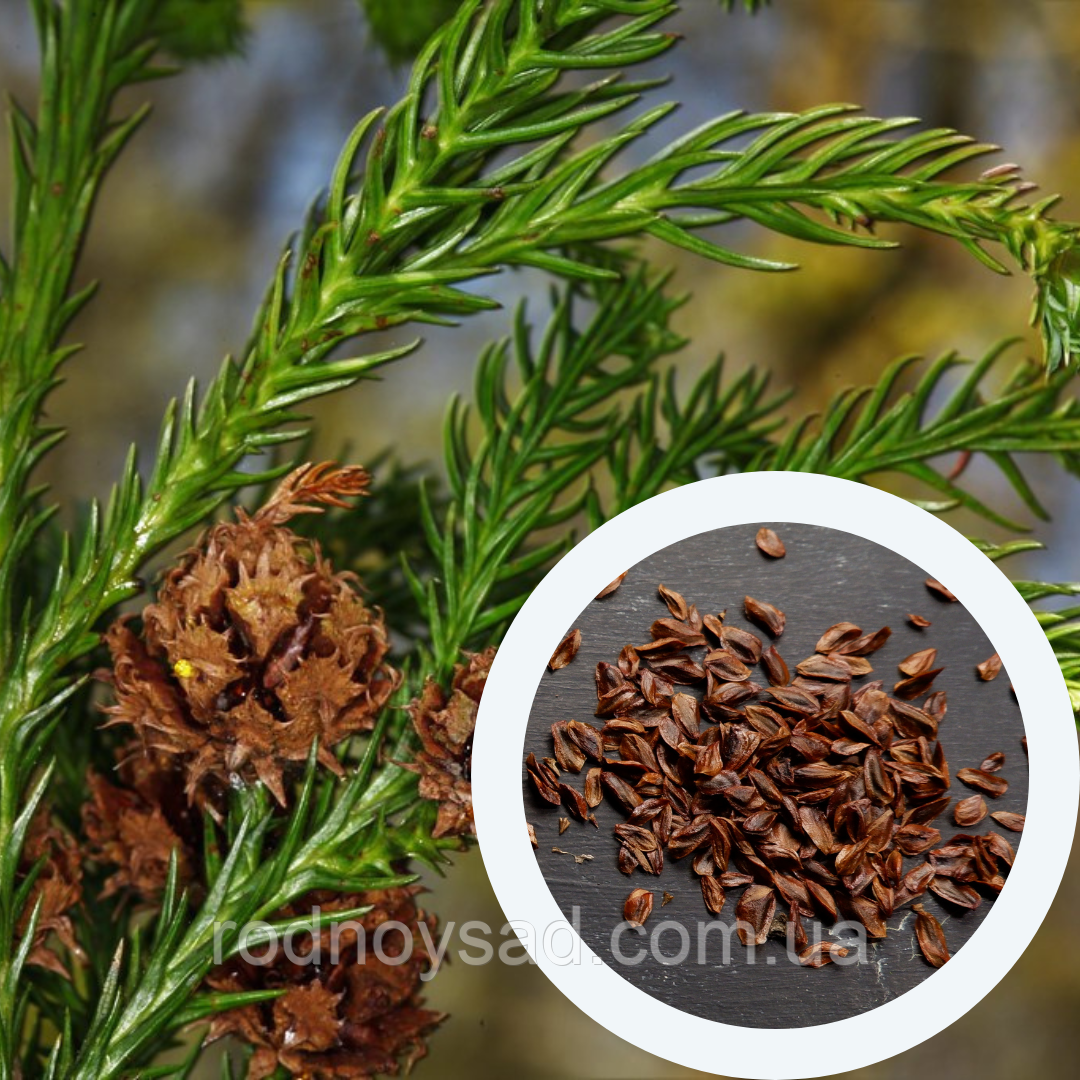 Криптомерія насіння (0,5 г прибл. 150 шт) (Cryptomeria japonica) японський кедр для вирощування саджанців, фото 1