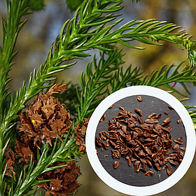 Криптомерія насіння (50 шт) (Cryptomeria japonica) японський кедр для вирощування саджанців + подарунок