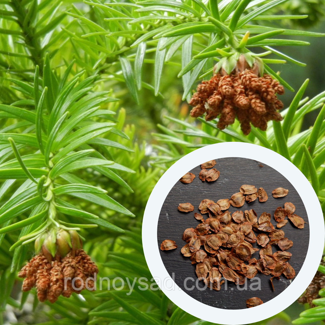 Куннінгамія ланцетоподібна насіння (0,5 г прибл. 100 шт) (Cunninghamia lanceolata), фото 1