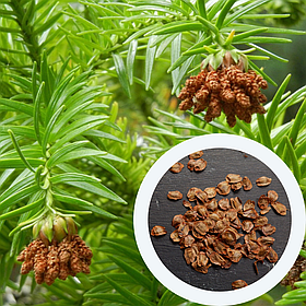Куннінгамія ланцетовидная насіння (50 шт) (Cunninghamia lanceolata)