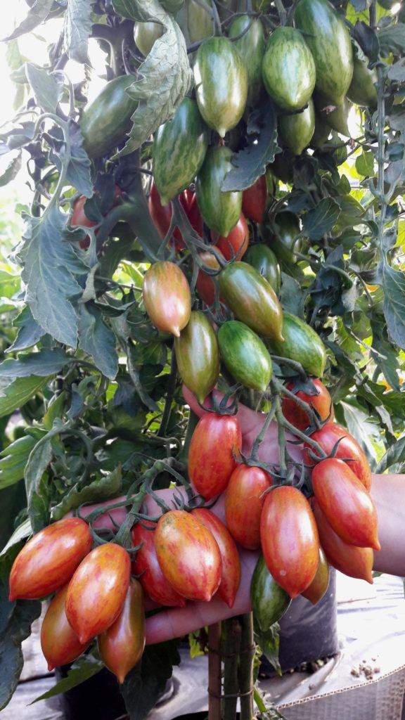 Насіння Томат Рожевий Тигр 15 шт (від колекціонера)