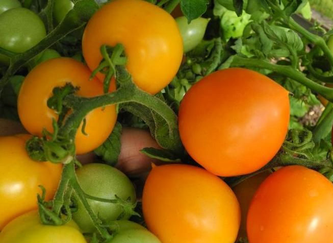 Насіння Томат Утьонок 15 шт (від колекціонера)