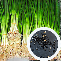 Цибуля батун насіння (20 шт) (Allium fistulosum) багаторічна лук татарка валійська дудчаста рання