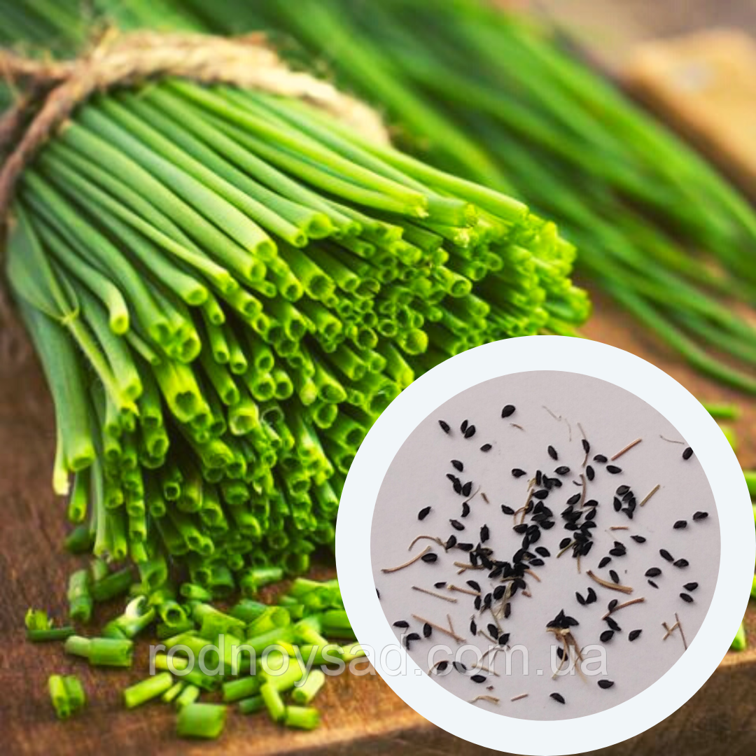 Цибуля Шнітт насіння 1 грам (прибл. 800 шт) (Allium schoenoprasum) багаторічна на зелень перо лук скорода
