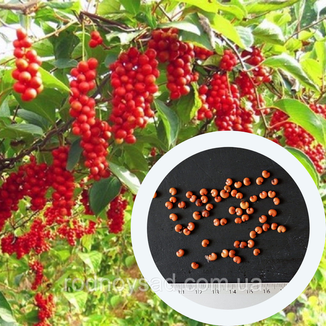 Купить Лимонник китайский семена (10 шт) (Schizandra chinensis ...