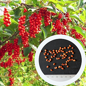 Лимонник китайський насіння (10 шт) (Schizandra chinensis) морозостійкий