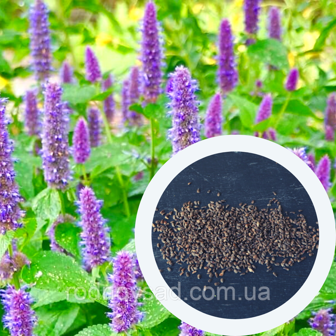 Лофант анісовий насіння (0,5 г близько 1200 шт) (Agastache foeniculum) багаторічний запашний гігантський лавандовий гісоп