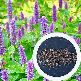Лофант анісовий насіння (0,5 г прибл. 1200 шт) (Agastache foeniculum) багаторічний медонос гігантський лавандовий гісоп