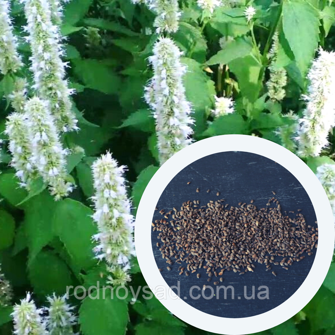 Лофант тибетський насіння (0,5 г прибл. 1200 шт) (Agastache rugosa) багаторічний медонос індійська м'ята корейська багатоколосник