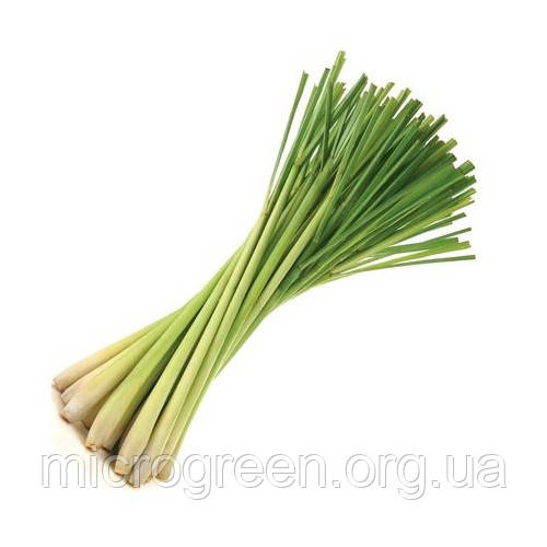 Насіння Лемонграс (лимонна трава) мікрогрін бебі 10 г