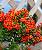 Пираканта Фаерлайт \ Pyracantha ( саженцы 2 года С1.5л )