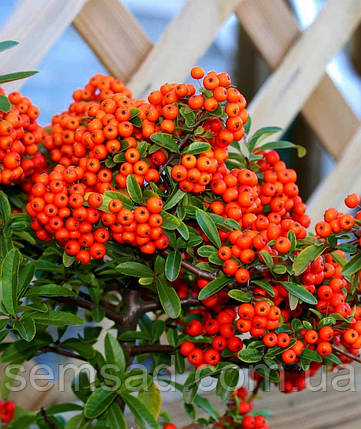 Піраканта Фаерлайт \ Pyracantha ( саджанці 2 роки С1.5л ), фото 1
