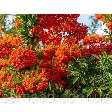Піраканта Фаерлайт \ Pyracantha ( саджанці 2 роки С1.5л ), фото 3