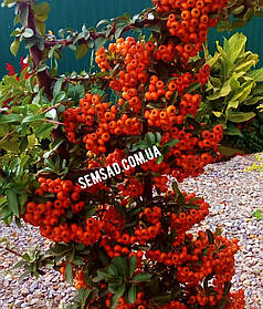 Піраканта карликова Оранж Стар \ Pyracantha cocc 'Orange star'PBR (саджанці 2 роки С1.5л )