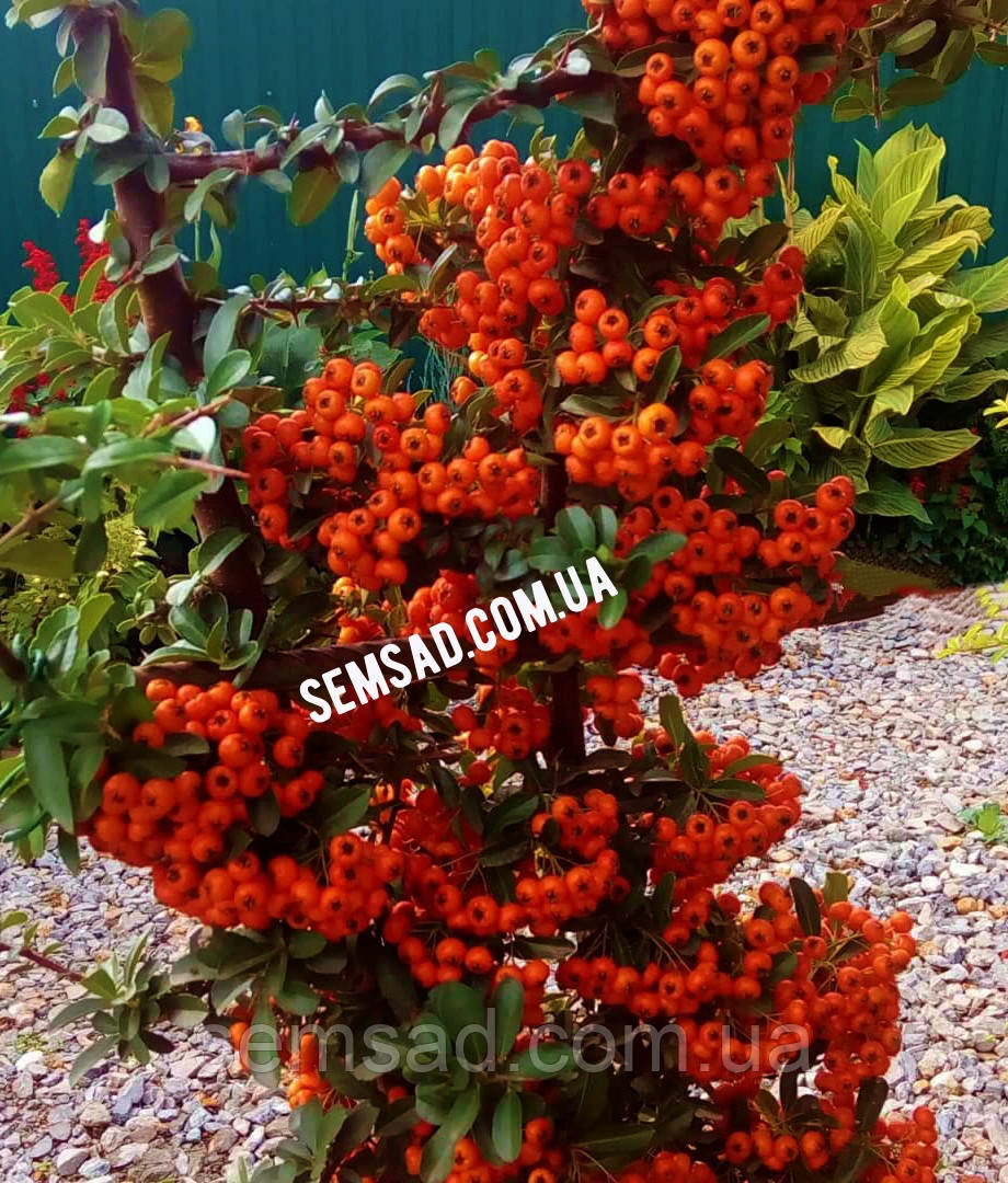 Пираканта карликовая Оранж Стар \ Pyracantha cocc 'Orange star'PBR ( саженцы 2 года С1.5л ) - фото 1 - id-p1092612877