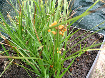 Вісок Золотиста — Carex Aurea