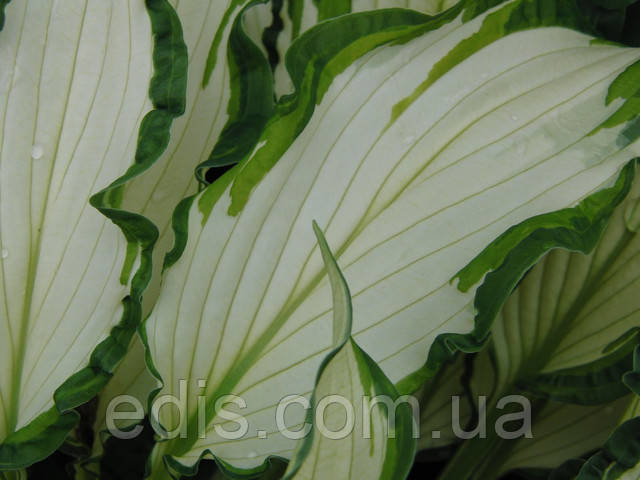 Хоста Форчуна Альбопикта на сонці Хоста Форчуна Альбопикта на сонці фото