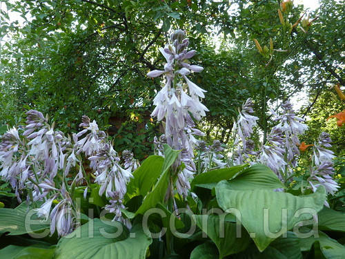 Колір хости Форчуна Альбопикта, липень-серпень Колір хости Форчуна Альбопикта фото