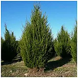 Ялівець віргінський насіння (20 шт) (Juniperus virginiana), фото 3
