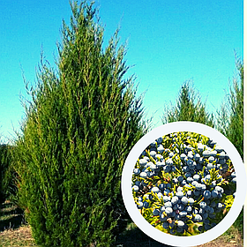 Ялівець віргінський насіння (20 шт) (Juniperus virginiana)